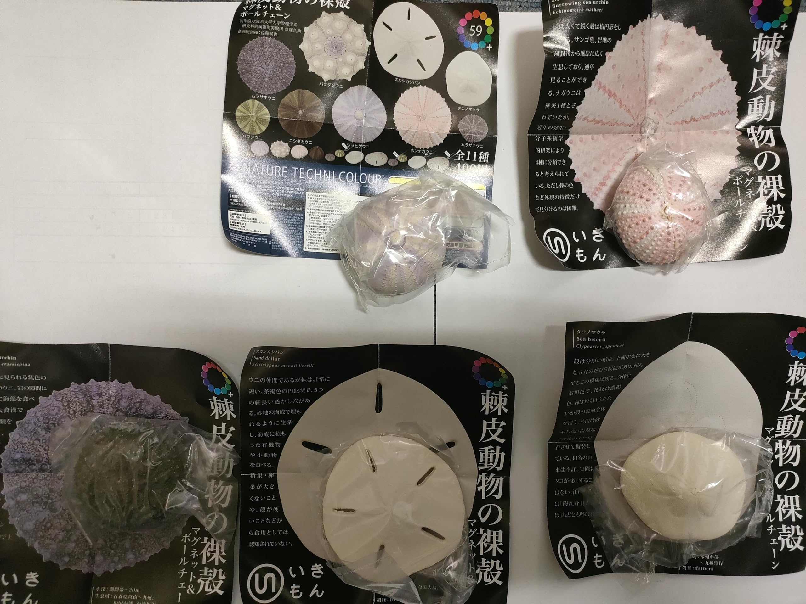 ヒラタガゼ　ウニ　殻 🌍新発売🌍～ 「ウニ殻 マグネットコレクション」 本日より全国